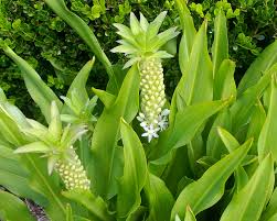 Image result for Eucomis zambesiaca