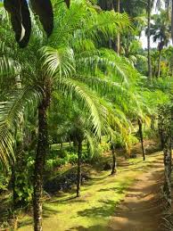 Jardin De Balata Botanical Garden Martinique Family Travel Escapades