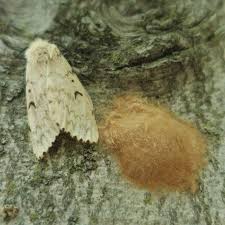 A native of europe and asia, the gypsy moth was introduced into north america in 1869 when. Gypsy Moth And Other Defoliators Ontario Ca