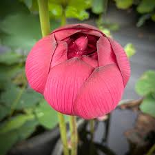 Image result for Lotus discolor