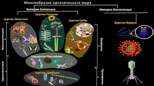 У тебя будет 5 жизней! Reshu Ege Biologiya Chto Nuzhno Znat V 2021 Godu
