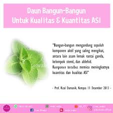 Bangun daun bulat telur dengan ujung yang meruncing dan tepi daun memiliki gerigi. Mengenal Daun Bangun Bangun Yang Kaya Manfaat Wake Wake Official
