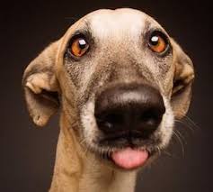 Grace On Twitter Animals Funny Dogs Pet Dogs