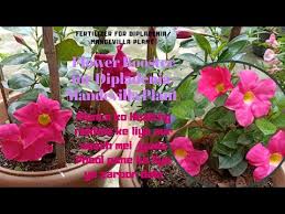 White bolivensis mandevilla dipladenia tropical vine live plant lightly fragrant trumpet. How To Fertilize A Dipladenia Mandevilla Plant Best Organic Fertilizer For Dipladenia Plant Youtube