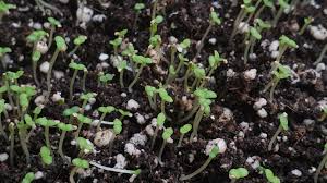 When grown by seeds, scatter the seeds on the surface of the soil and do not cover them, as they need light to germinate. Ice Plant Delosperma Cooperi Seedlings Proplifting