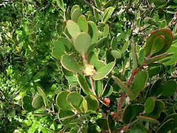 Image result for Pterocelastrus