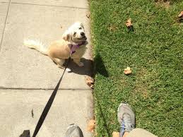I'll list some of the most likely: Dog Gone Problems My Dog Won T Walk On The Grass Blogs Omaha Com
