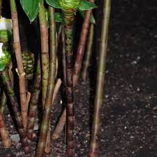 Image result for Costus dubius