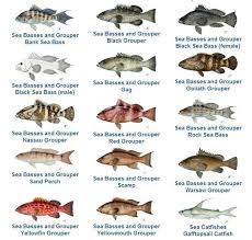 Pin By Give Remarkable Service On Florida Fish Species