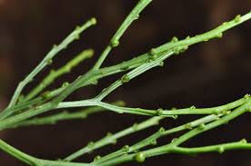 Image result for Psilotum nudum