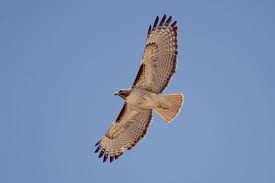 Birds Of Prey New York Red Tailed Hawk Google Search With Images Red Tailed Hawk Birds Bird Nursery