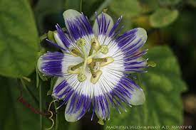 Pin On Passiflora