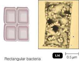 It's hard to go wrong with the classics. Different Size Shape And Arrangement Of Bacterial Cells