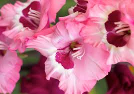Image result for Gladiolus velutinus