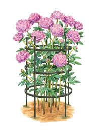 We did not find results for: Titan Large Peony Rings Set Of 2 Gardener S Supply