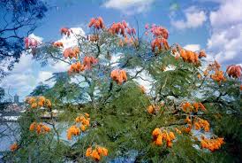 Image result for Colvillea