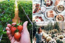 Mossy forest & gunung mini irau. 8 Lokasi Instagrammable Di Cameron Highlands Yang Patut Anda Lawati Lifestyle Rojak Daily