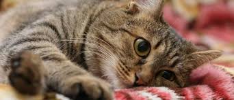 у кота гноятся глаза чем лечить в домашних условиях Kot Chihaet I U Nego Sopli Chto Delat Chem Lechit V Domashnih Usloviyah