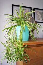 Can spider plants survive outside? House Plant Spider Plant Indoor Plants Easy Care Plant Etsy