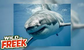 Nederlands bekendste bioloog freek vonk reist de wereld over op zoek naar unieke diersoorten. Jeugdbieb