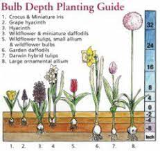 How To Grow Flower Bulbs Bulb Flowers Garden Bulbs Plants