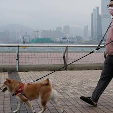 Our goal is to raise quality akc pembroke welsh corgi puppies while placing extreme emphasis on raising happy and healthy pets that will become a part of your family. Corgi Puppies For Sale Near Me Home Facebook