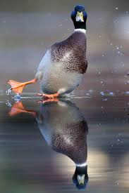 A Mallard Duck Loses His Balance On The Ice And Is Sent Sliding Across The Surface Of A Frozen Pond In Dortmund Germany Animals Animals Beautiful Pet Birds