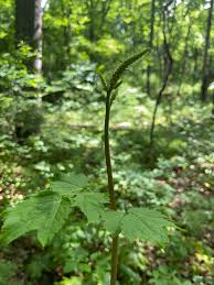 Image result for Faurea racemosa