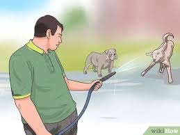 Creating a visual barrier is the first step to stopping fence fighting in its tracks, and it's an easy fence fighting solution as well. How To Break Up A Dog Fight 15 Steps With Pictures Wikihow Pet