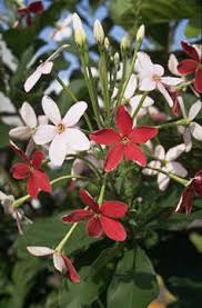 Image result for Cleome polyanthera
