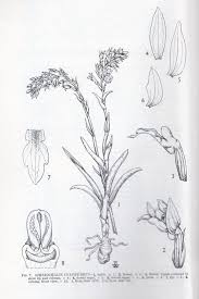 Image result for Schizochilus