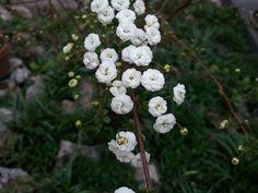 Ghirlanda piccola fiori bianchi diam. Pin On Fiori E Piante