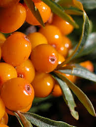 Image result for Hippocratea buchananii