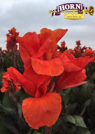 Red King Humbert Bulb Plants Yellow Plants Pink Plant