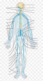 Understanding how the nervous system works provides the foundation for understanding physiology. Central Nervous System Png Images Pngwing