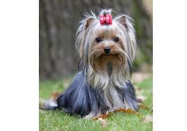 Sometimes we can offer micro teacup yorkie puppies for sale, we are very excited about our new merle teacup yorkie puppies. Yorkshire Terriers What S Good About Em What S Bad About Em