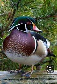Saha Ozkose Adli Kullanicinin Ducks Geese Ordekler Kazlar Panosundaki Pin Ordekler Rengarenk Kuslar Ve Kus