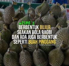 Selain dari daun juga, kita bisa membedakan bibit durian musang king atau. Ciri Ciri Fizikal Cara Kenal Durian Musang King Some Bullet For Your Head