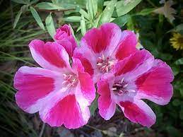 Clarkia Amoena Wikiwand