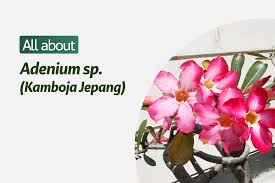 Bunga kamboja jepang memiliki berbagai macam manfaat yang sangat disukai oleh berbagai kalangan baik pria maupun wanita. Adenium Sp Kamboja Jepang Plantstory