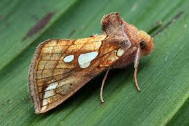 Image result for Plusia putnami