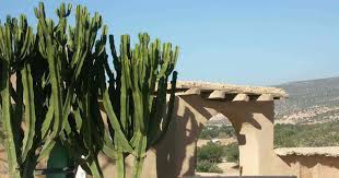 Branches have 4 or 5 vertical ridges that bear small spines. Euphorbia Ingens Care Growing The African Candelabra Tree
