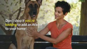 Discover afador coloring, sizing, traits, lifespan, and the afador is a hybrid dog produced, in the last decade or so, from crossbreeding the afghan hound with. Dogs Afador Youtube