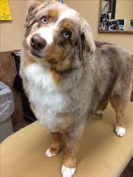 Buddy The Australian Shepherd Australian Shepherd Grooming Australian Shepherd Aussie Puppies
