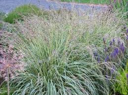 Image result for Moraea carsonii