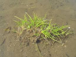 Image result for Isoetes welwitschii