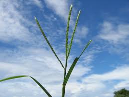 Image result for Eleusine