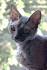 Devon Rex Cat Breed Profile | Petfinder