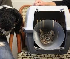 Check the transport companies and routes you can use to bring your pet cat, dog or ferret to england, scotland or wales. Low Stress Ways To Get Your Feisty Claws Out Cat To The Vet