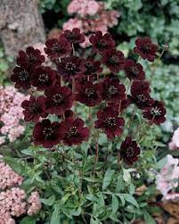 Cosmos Chocolate Cosmos Atrosanguineus Thomocha Ppaf Chocolate Cosmos Cosmos Plant Cosmos Flowers